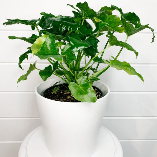 Philodendron Selloum