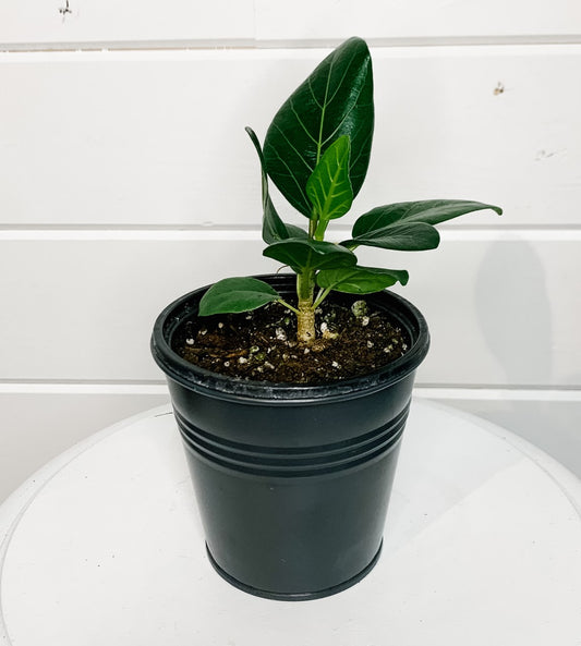5" Ficus Audrey