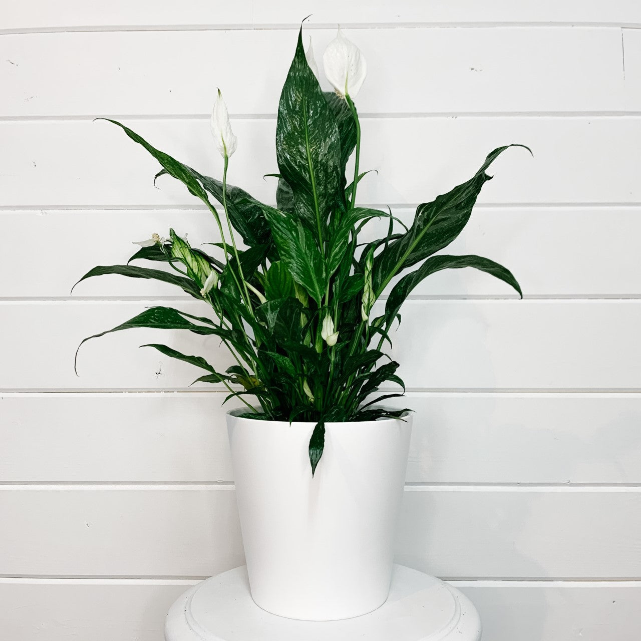 6" Spathiphyllum Domino - Peace Lily