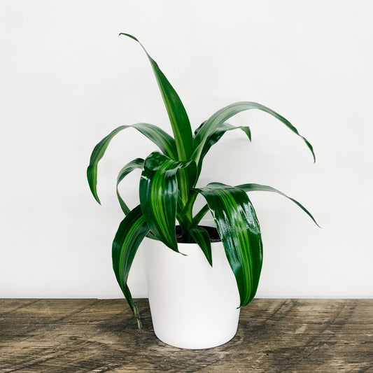 Dracaena Fragrans "Corn Plant"