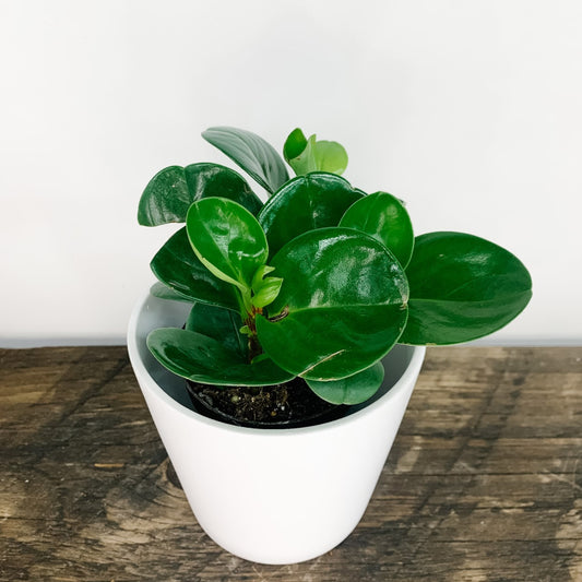Peperomia Rotundifolia