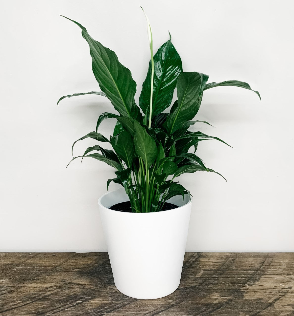 Spathiphyllum/ Peace Lily