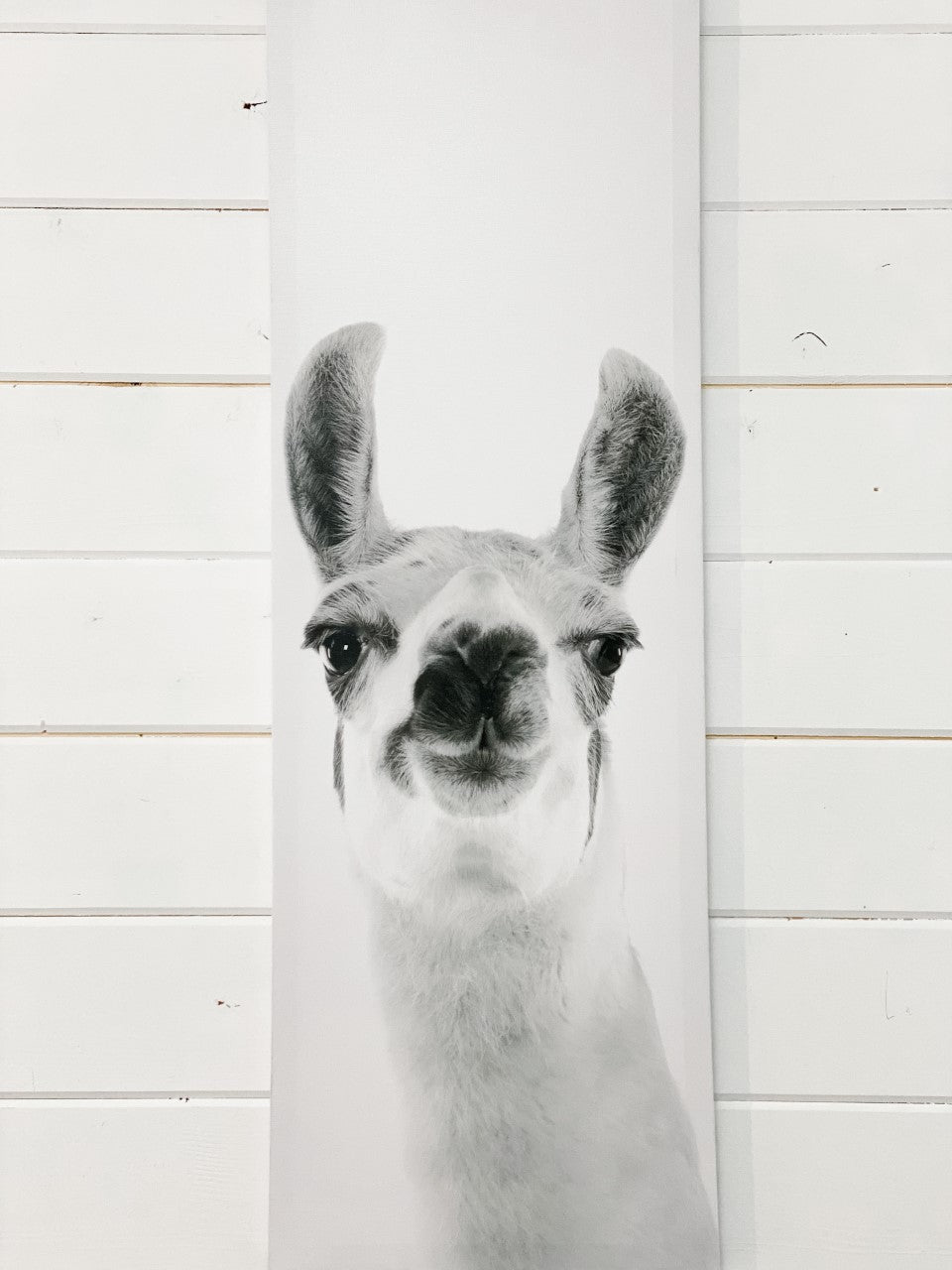 Llama Canvas Wall Art