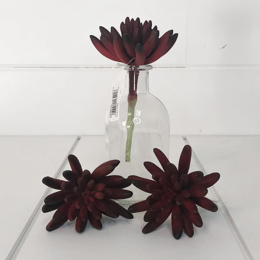 Burgundy Spike Aeonium