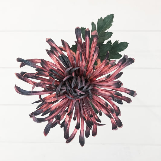 Burgundy Chrysanthemum