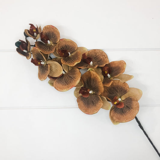 Orchid