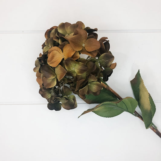 Hydrangea