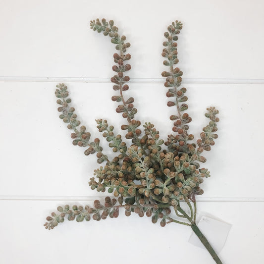 Burgundy/Green Senecio