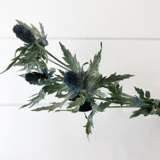 Eryngium Permanent