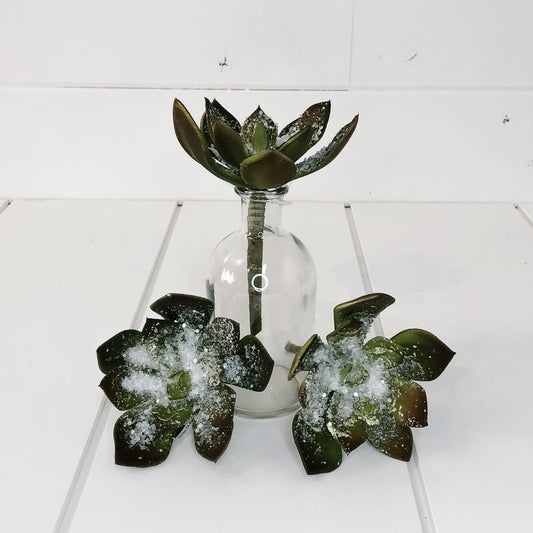 Green/Brown Snowed Echeveria Pick