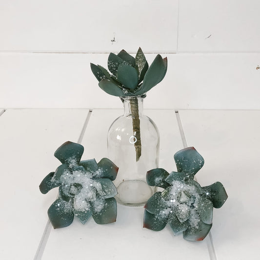 5.5" Green/Grey Snowed Echeveria Pick