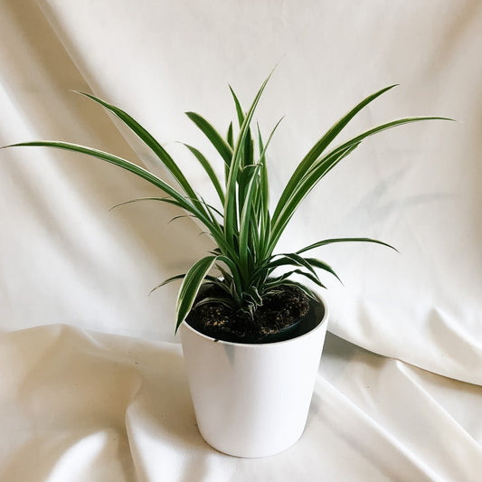 Spider Plant "Chlorophytum Comosum"