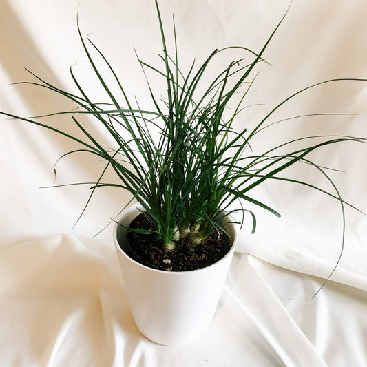 Ponytail Palm "Beucarnea Recurvata" - Two Sizes