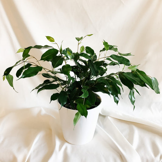 6" Weeping Fig