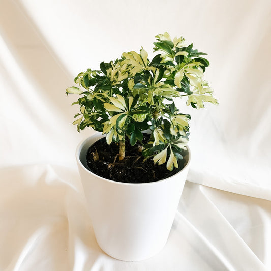 Umbrella Tree "Schefflera Arboricola" Moonlight