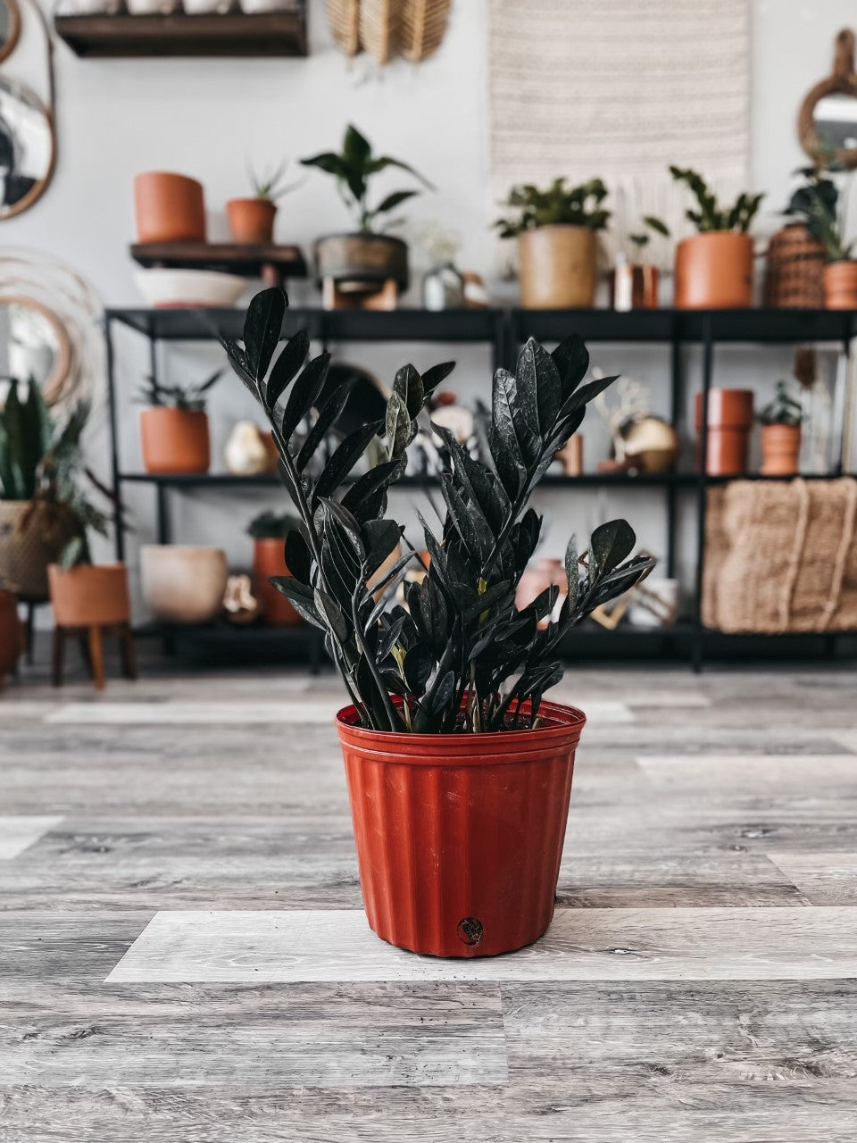 Rare Black Raven Zamioculcas ZZ
