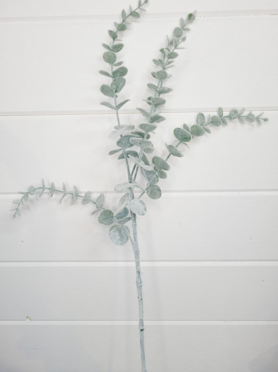 Grey/Green Eucalyptus